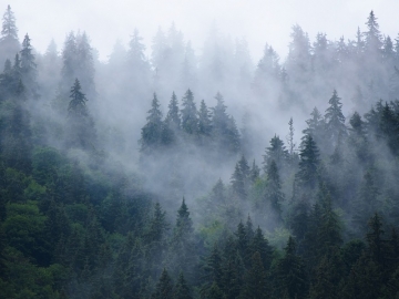 Forest_compsd__FillWzM2MCwyNzBd